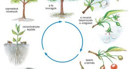 A cseresznye életciklusa