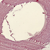 Smooth muscle and endothelial cells from a pigeon aorta