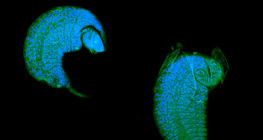 Fürkészdarázs lárvája, amely az ecetmuslica bábjában fejlődik parazitaként