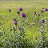 Musk thistle
