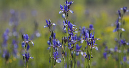 Szibériai nőszirom