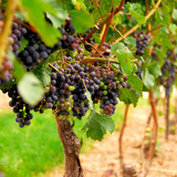 Grapes