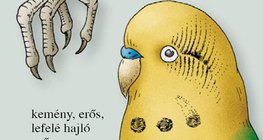 A hullámos papagáj csőre és lába