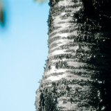 Bark of a cherry tree