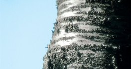 A cseresznyefa kérge