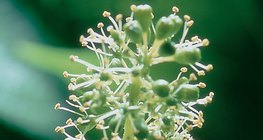 A szőlő virágzata