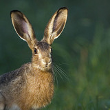 European hare