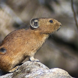 Pika
