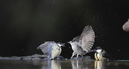 Széncinegék és barátposzáta