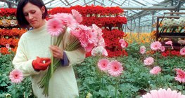 Staklenik grijan termalnom vodom