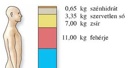 Az emberi test alkotóelemei