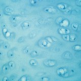 Cartilage tissue