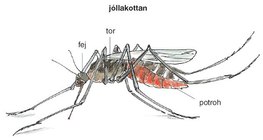 Szúnyog jóllakottan