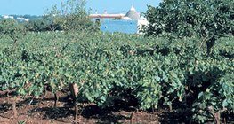 Szőlőültetvény terra rossa talajon