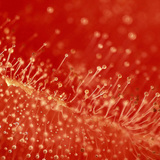 Penészes paradicsom