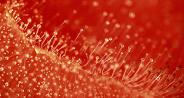 Penészes paradicsom