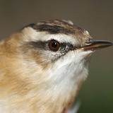 Aquatic warbler