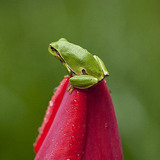 European tree frog sitting on a tulip