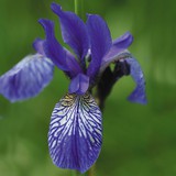 Iris sibirica
