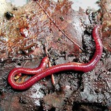 Common earthworm