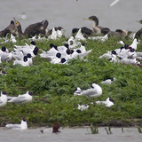 Black-headed gulls and cormorants