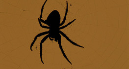 Koronás keresztespók