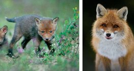 Mladunci lisice. Lisica