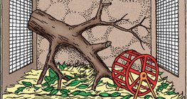 Terrárium berendezése