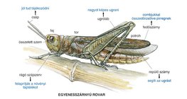 Egyenesszárnyú felépítése