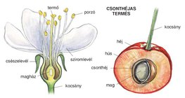 A cseresznye virága és gyűmölcse