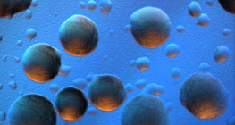 E.coli baktérium telepei színes látótérben