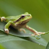 European tree frog