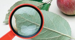 Az almafa levelének vizsgálata