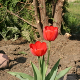 Tulipán
