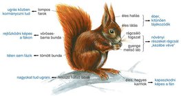 Mókus testfelépítése