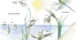 A szúnyog és a szitakötő fejlődése