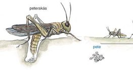 Az egyenesszárnyú rovarok élete