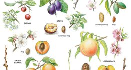 Csonthéjas gyümölcsök 