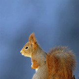 Squirrel