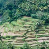 Terraced field