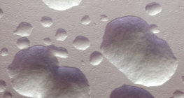 E.coli baktérium telepei eredeti színben (fehér)