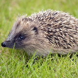Hedgehog