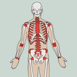 A vérsejtek keletkezési helyei