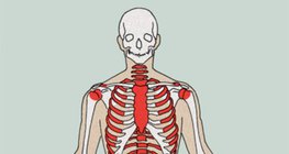 Formacijska mjesta krvnih stanica