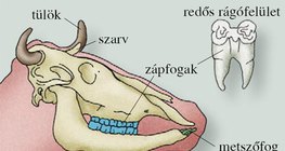 A szarvasmarha fogazata