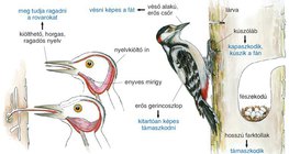 Harkály testfelépítése