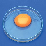 Өндөгний бүрдэл хэсгүүд