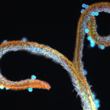 Dandelion stigma with pollen