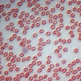 Human red blood cells