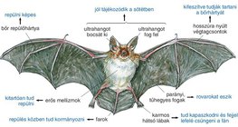 Denevér testfelépítése